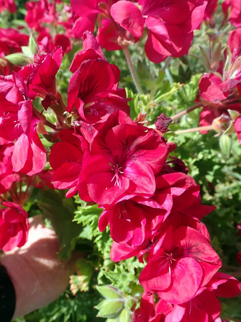 Pelargonium Domesticum