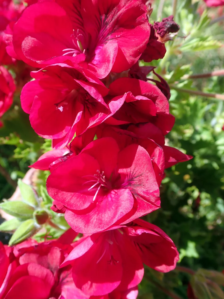 Pelargonium Domesticum