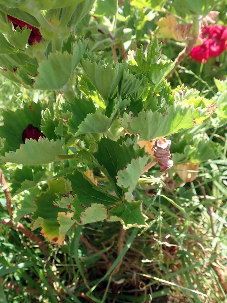 Pelargonium Domesticum