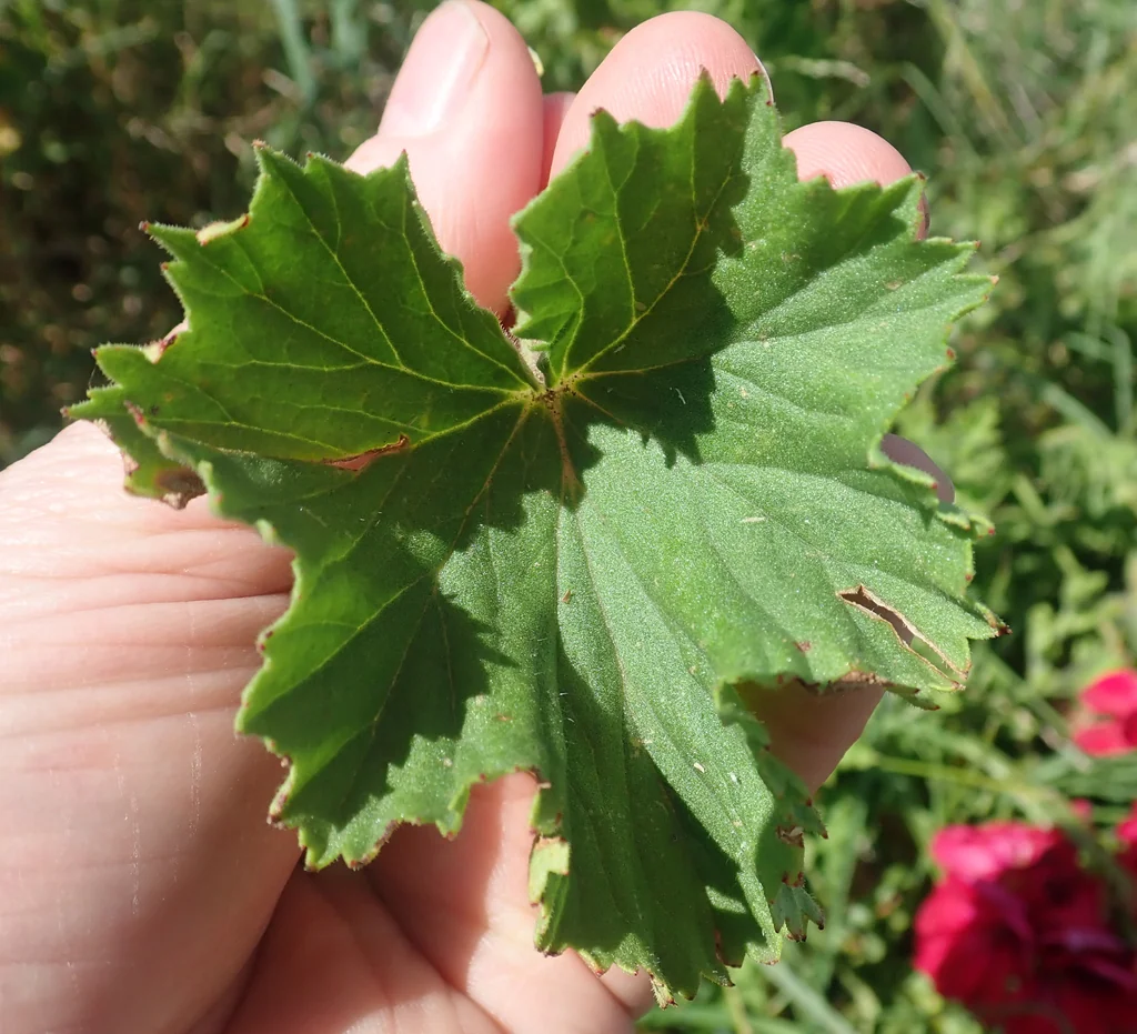 Pelargonium Domesticum