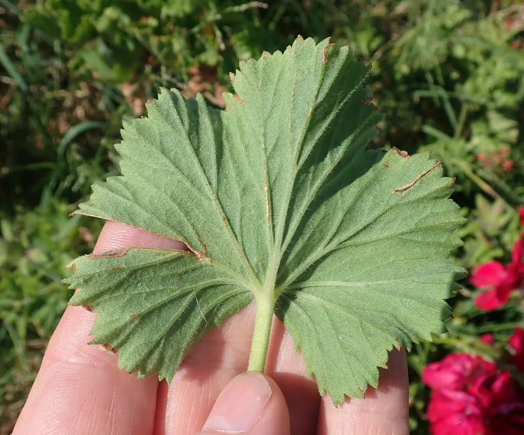 Pelargonium Domesticum