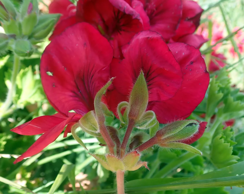 Pelargonium Domesticum