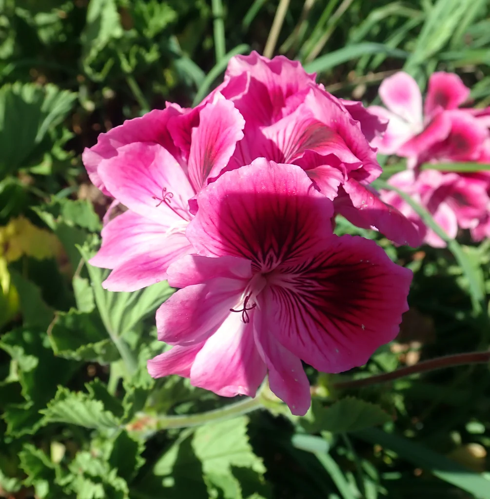 Pelargonium Domesticum