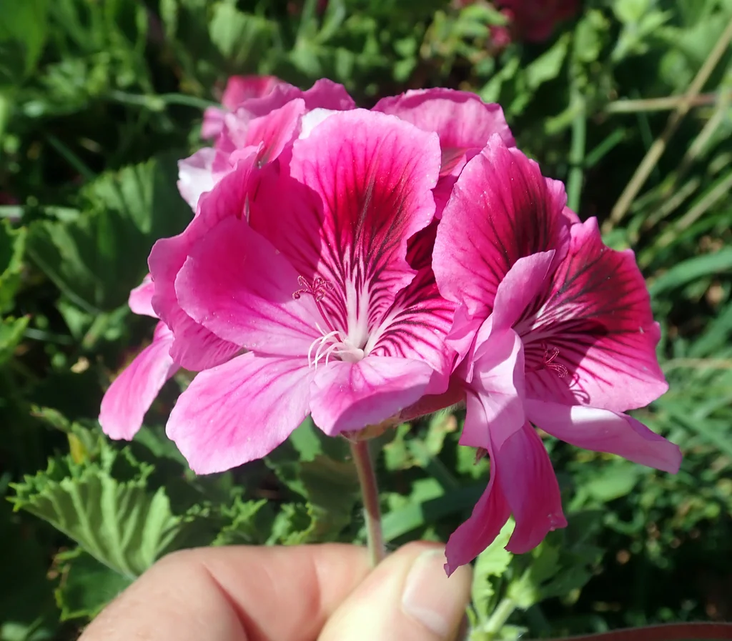Pelargonium Domesticum