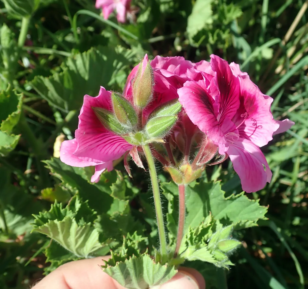Pelargonium Domesticum