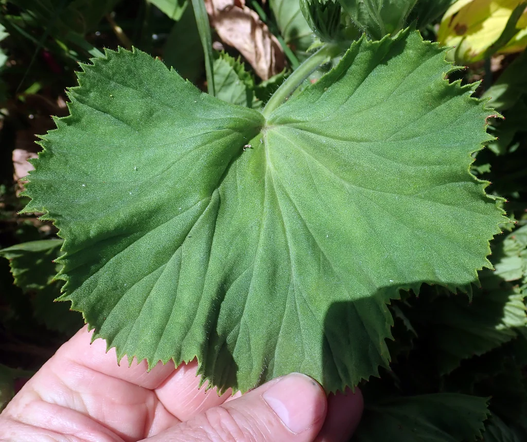 Pelargonium Domesticum
