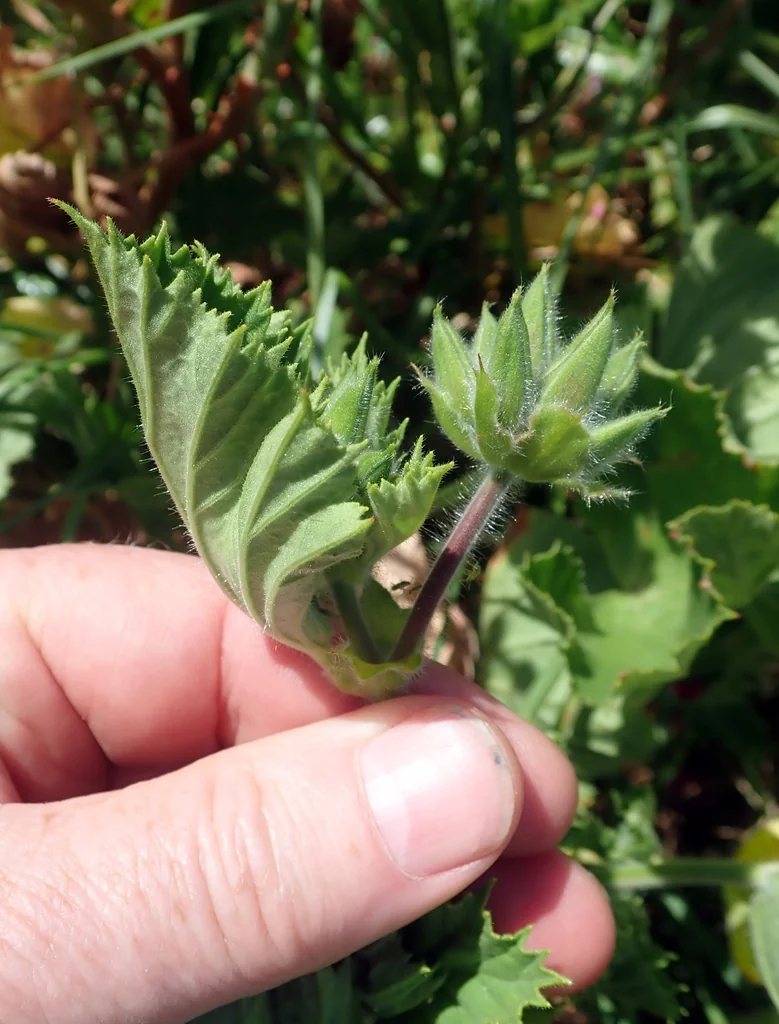 Pelargonium Domesticum