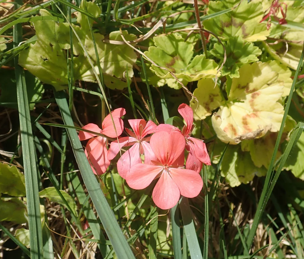 Pelargonium hortorum