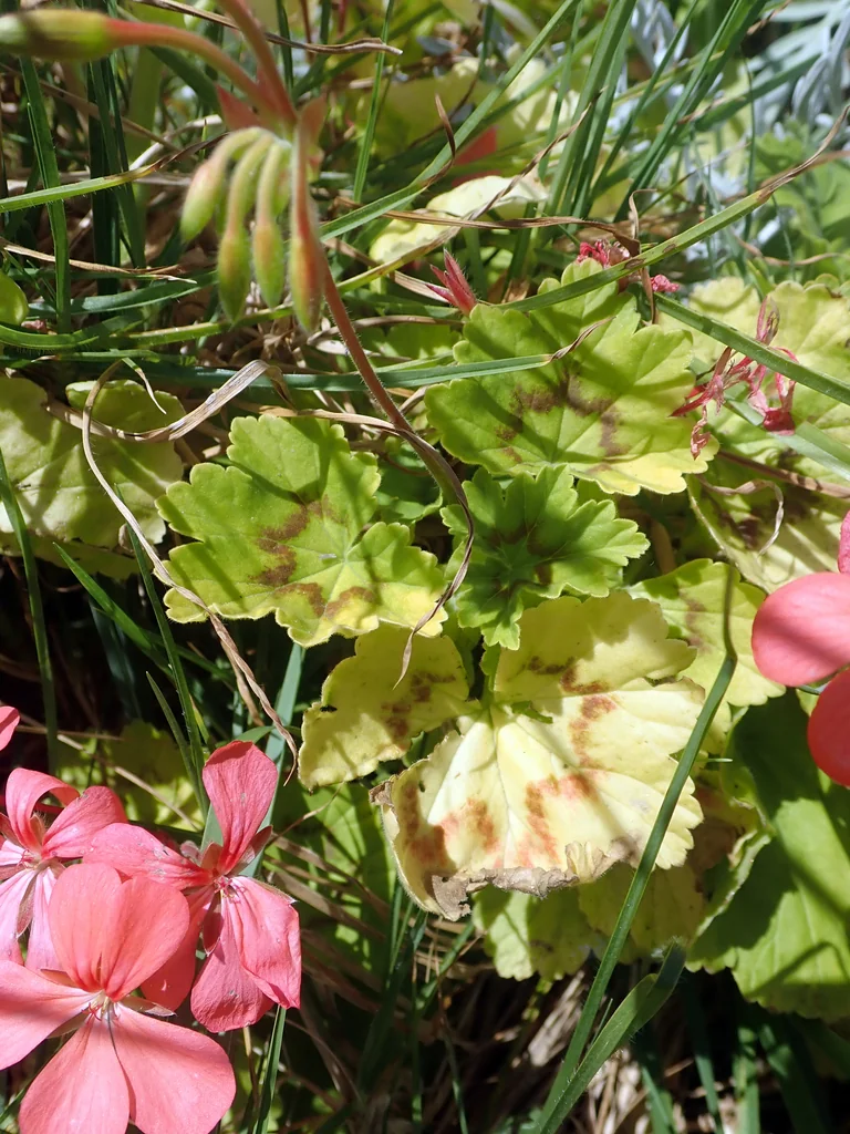 Pelargonium hortorum