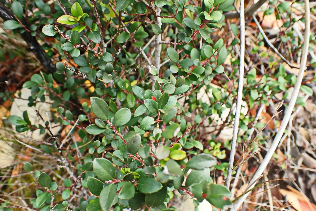 Myrsine Africana