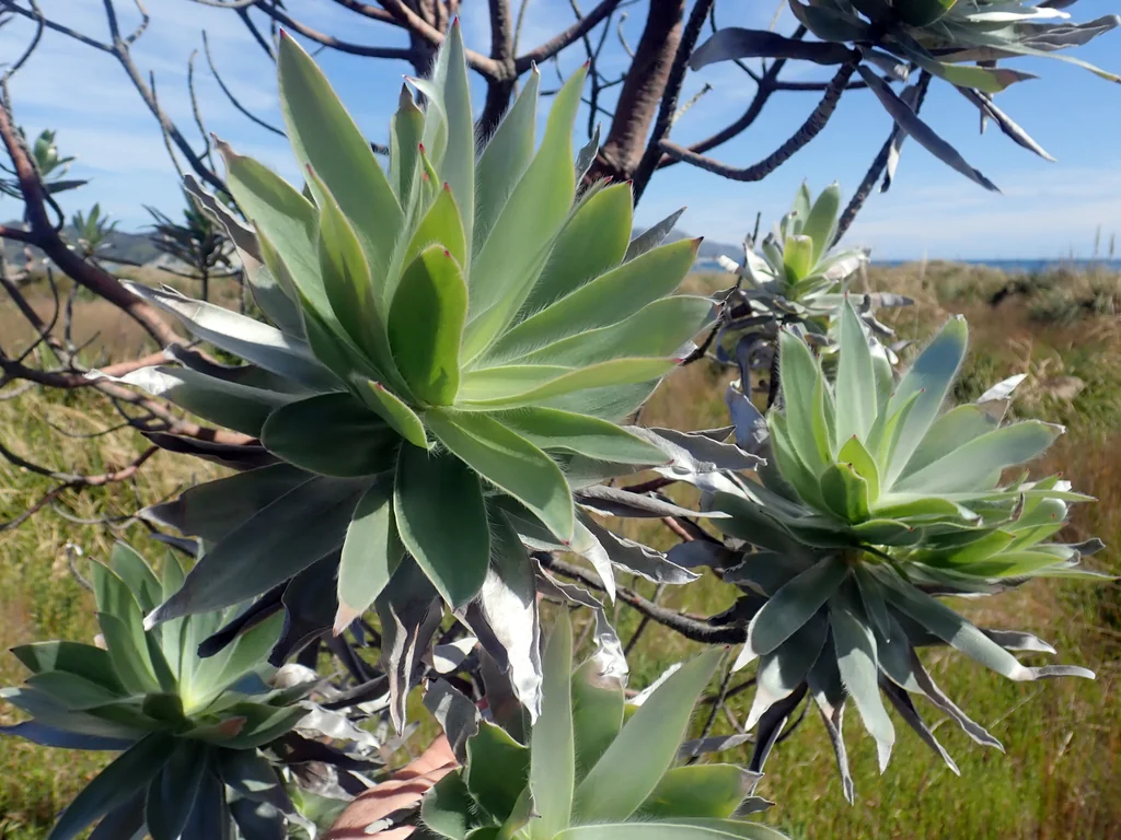Leucadendron Argenteum