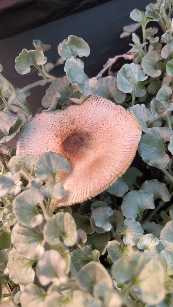 Dichondra argentea