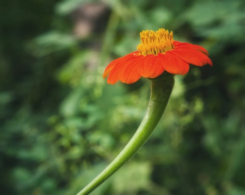 Tithonia Rotundifolia
