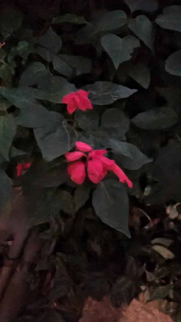 Salvia Splendens