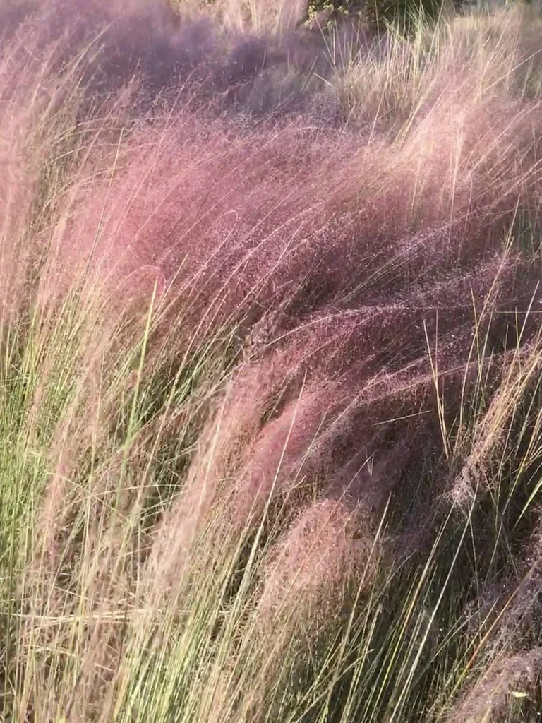 Muhlenbergia capillaris
