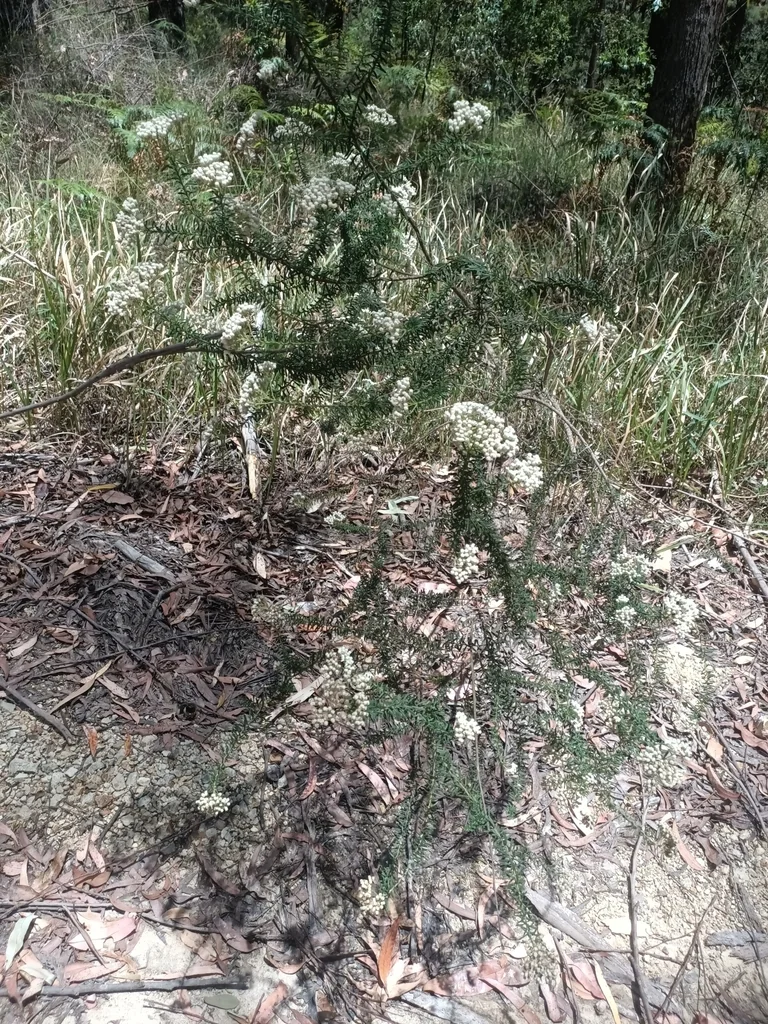 Ozothamnus Diosmifolius