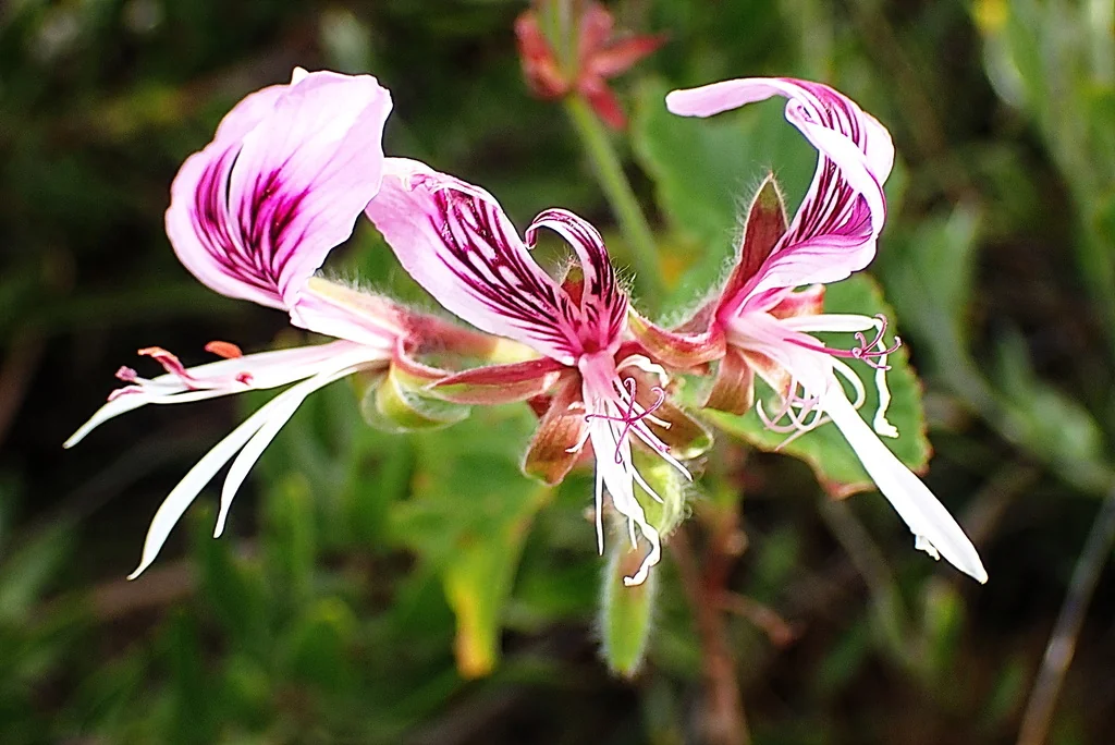 Pelargonium Cordifolium