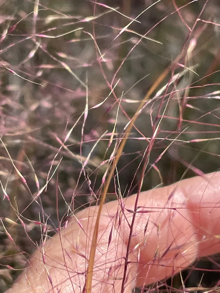Muhlenbergia capillaris
