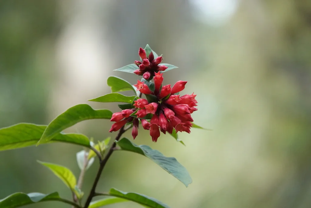 Cestrum Elegans