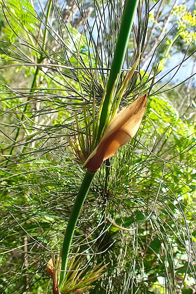 Elegia Capensis
