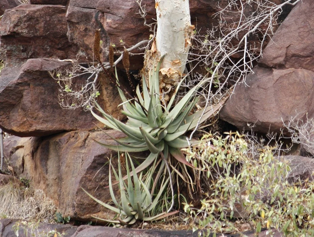 Aloe Spicata
