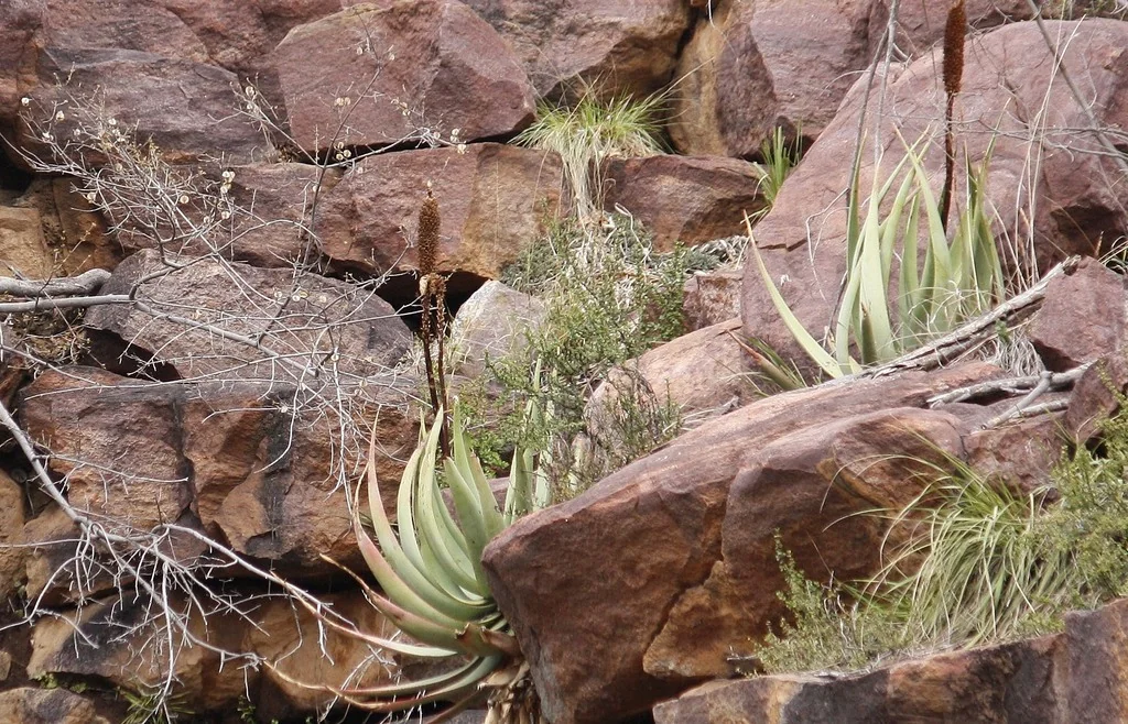 Aloe Spicata
