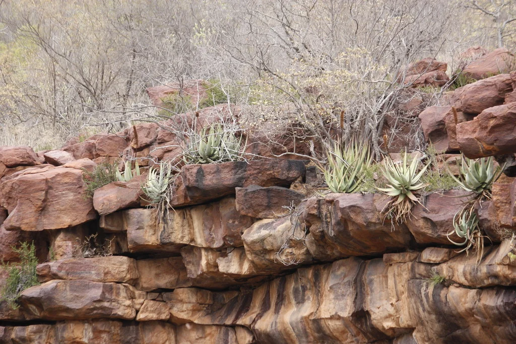 Aloe Spicata