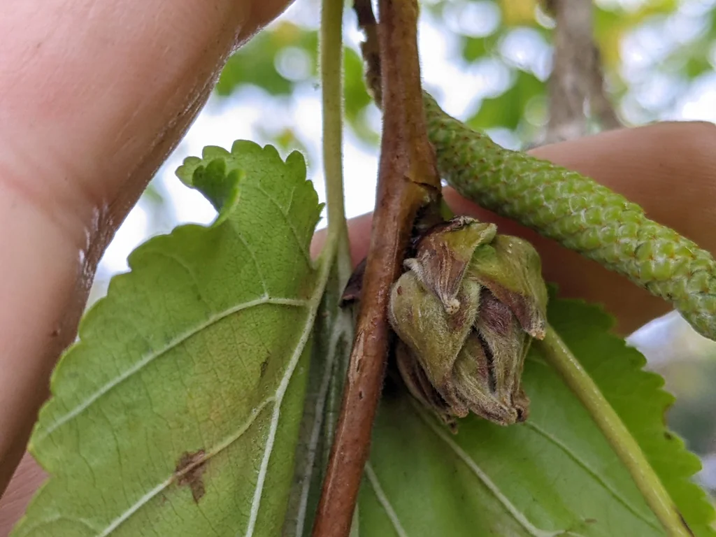 Corylus Colurna