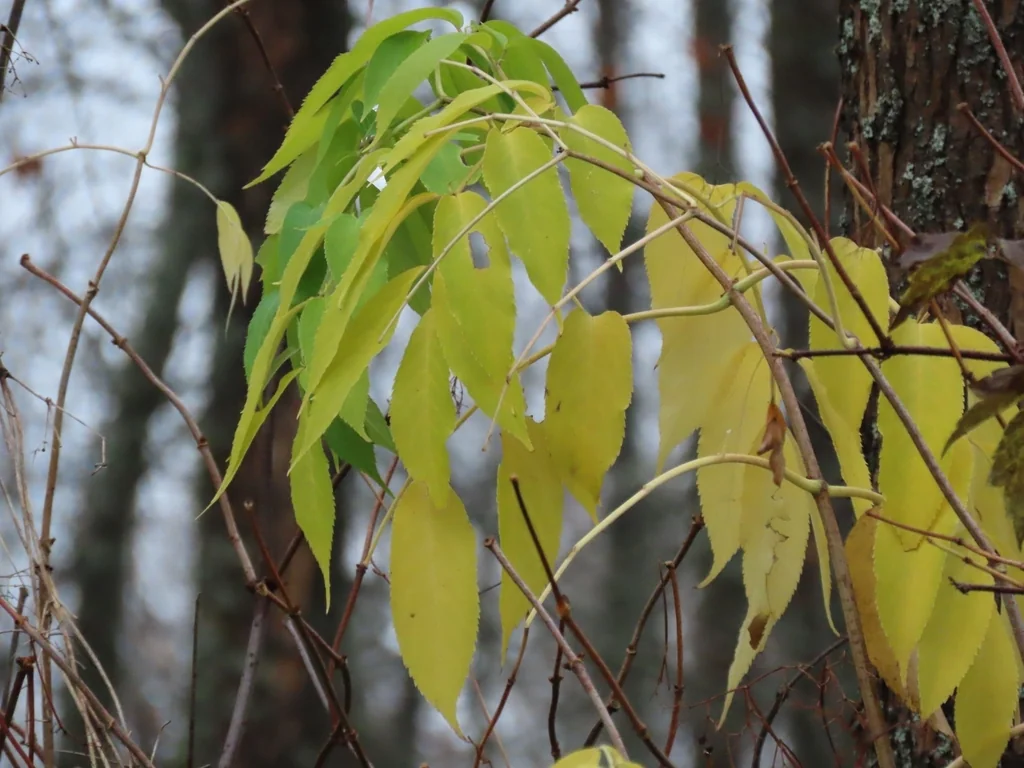 Sambucus Pubens