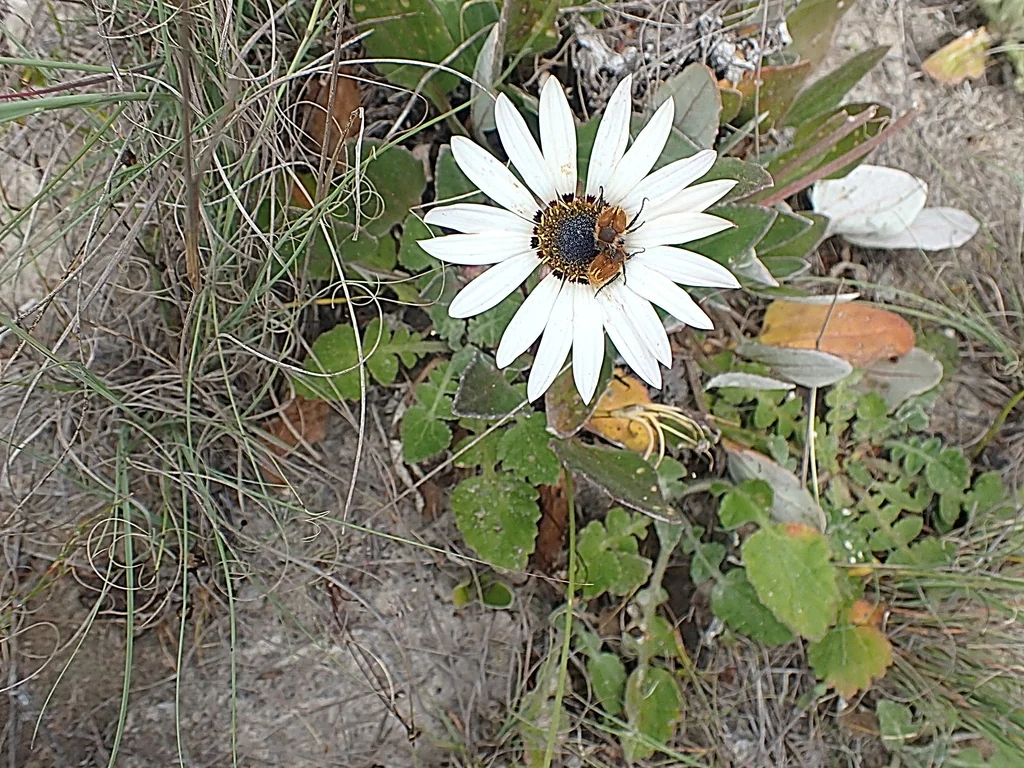 Arctotis Acaulis