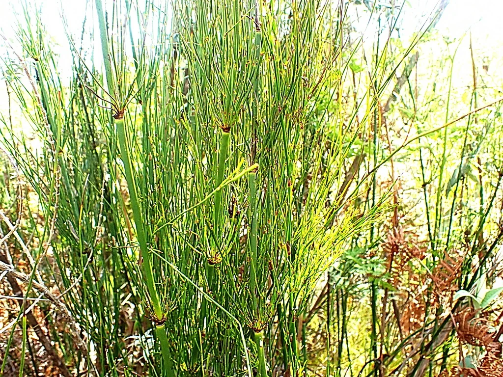 Elegia Capensis