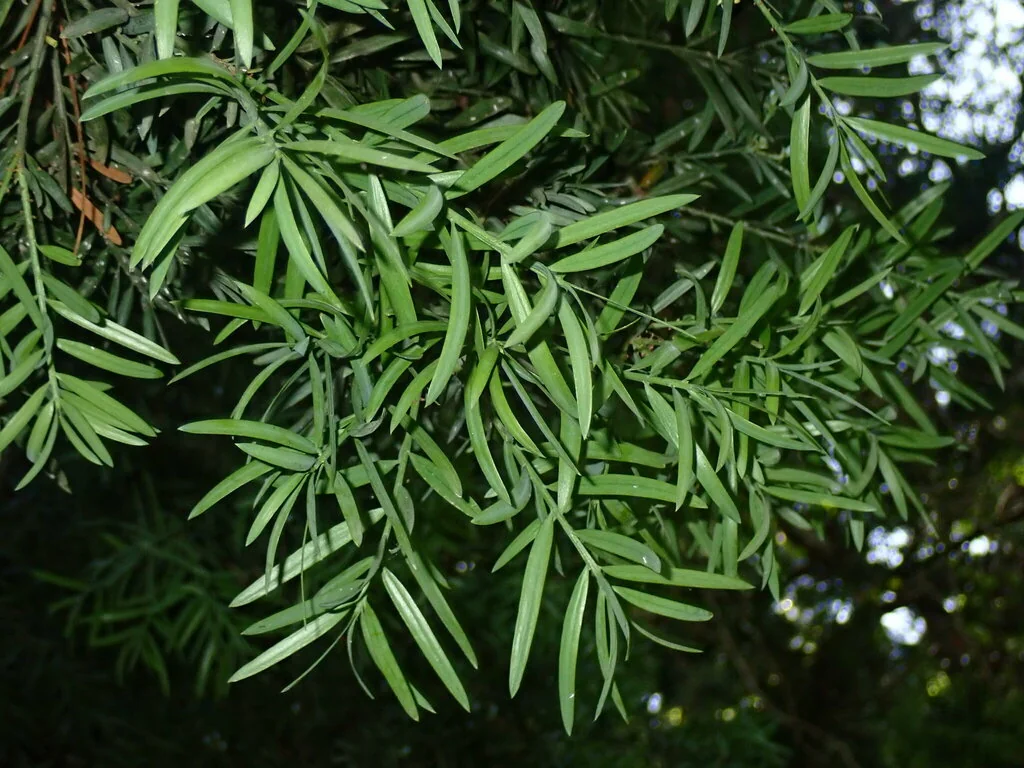Afrocarpus Falcatus
