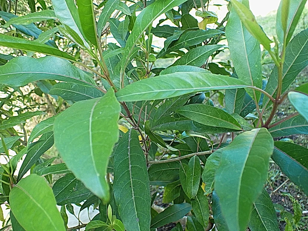 Nuxia Floribunda