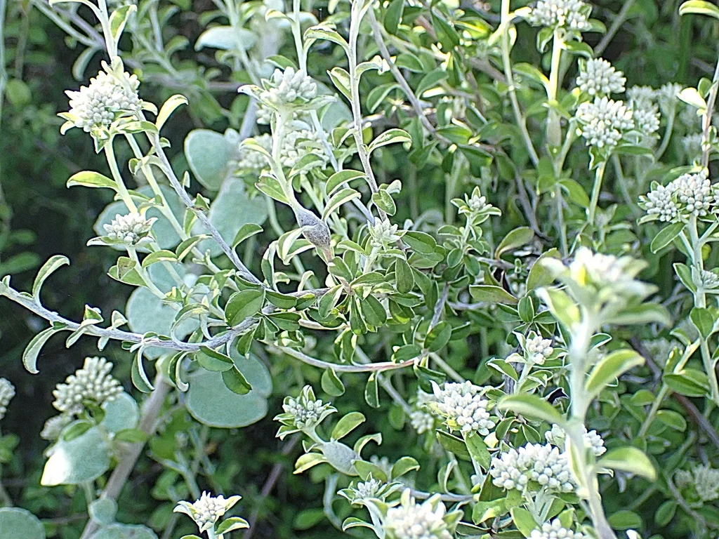 Plecostachys Serpyllifolia