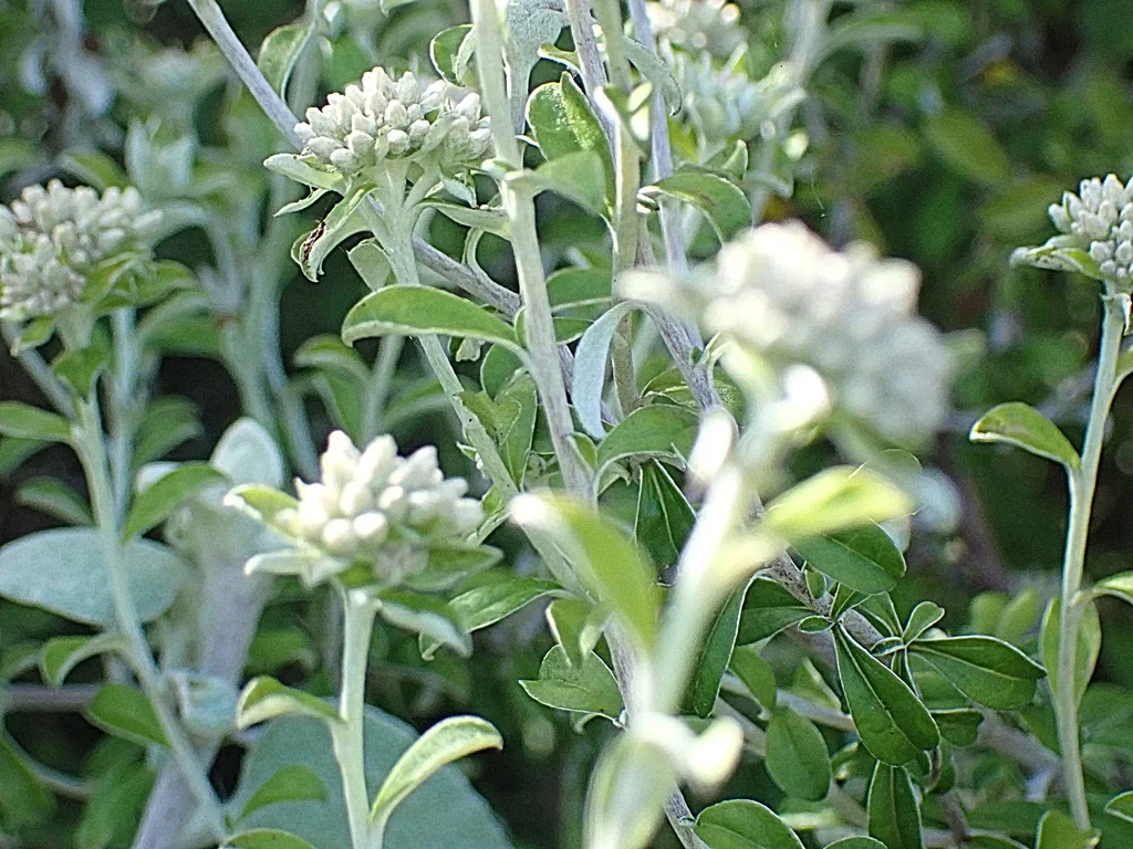 Plecostachys Serpyllifolia