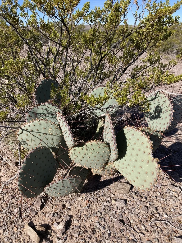 Opuntia Macrocentra