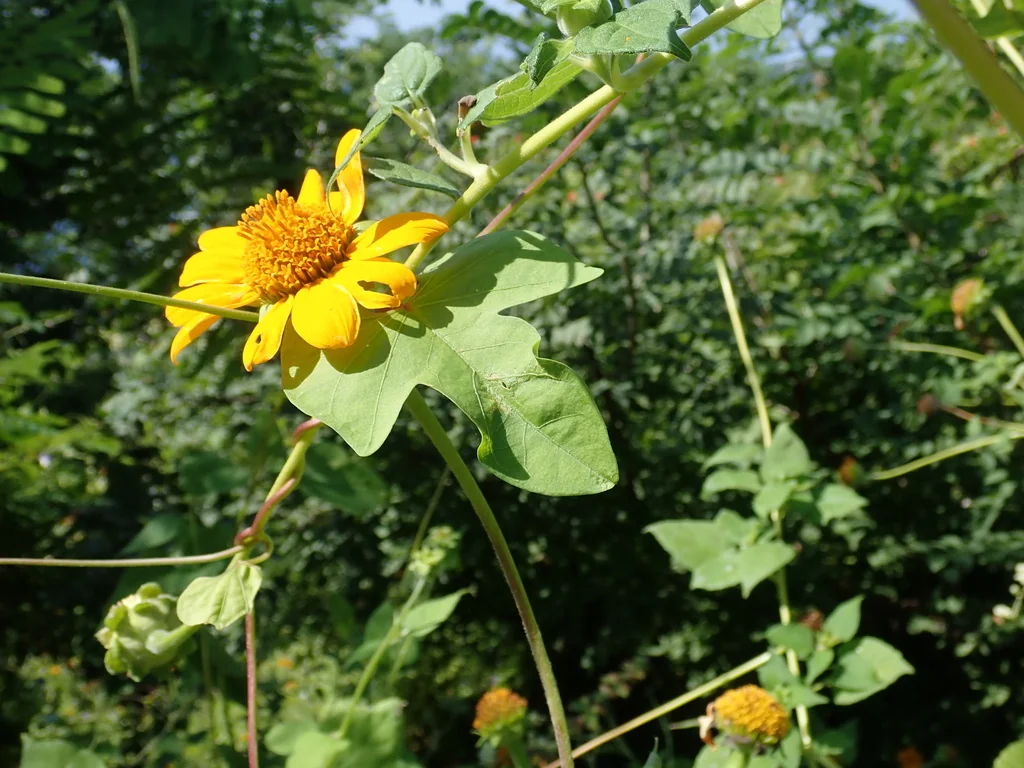 Tithonia Rotundifolia