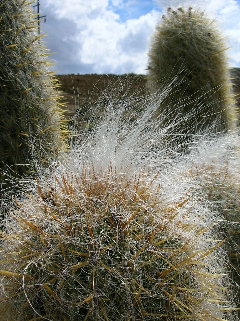 Oreocereus Celsianus