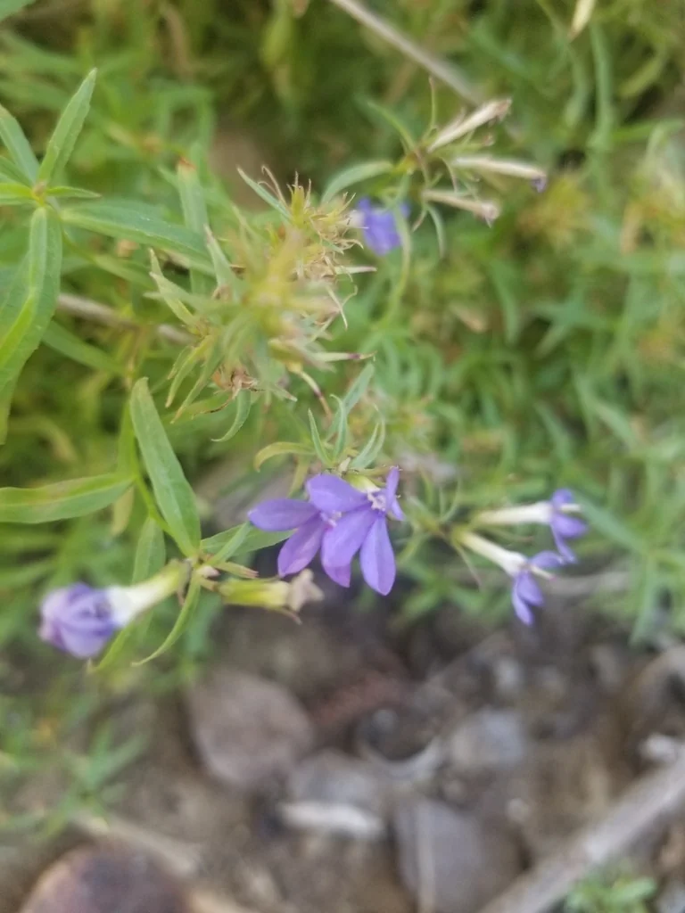 Lobelia Dunnii