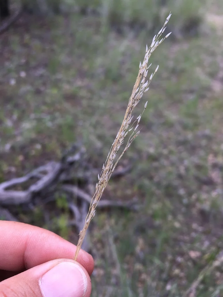 Muhlenbergia Dubia