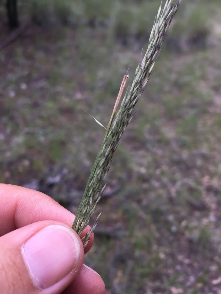 Muhlenbergia Dubia