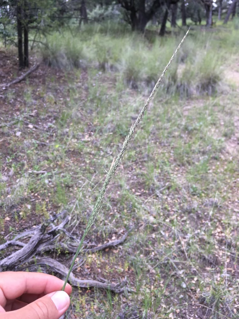 Muhlenbergia Dubia
