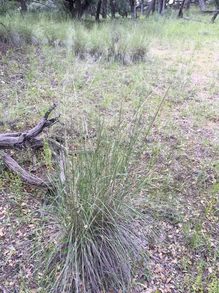 Muhlenbergia Dubia