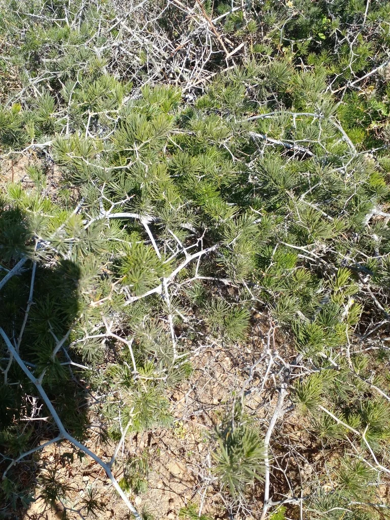 Asparagus Retrofractus