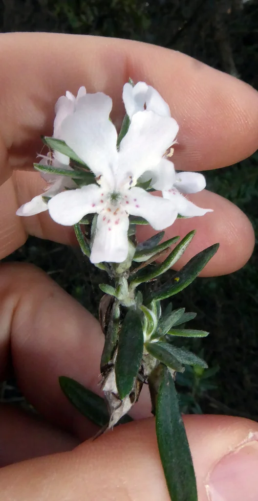 Westringia fruticosa