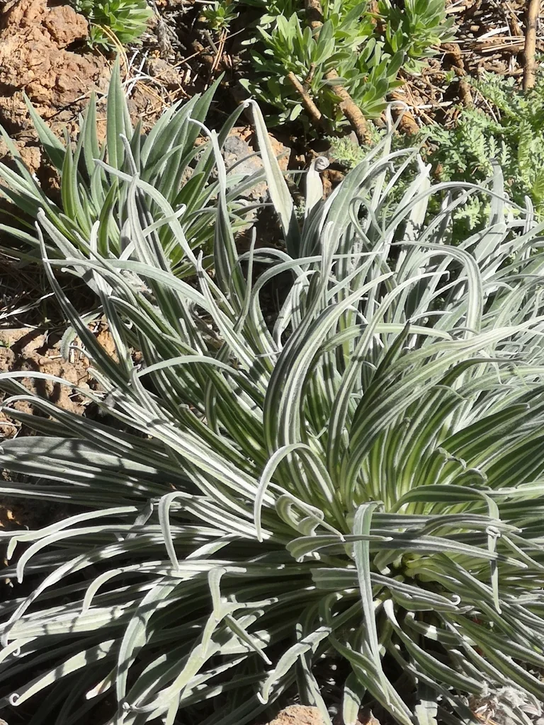 Echium Wildpretii