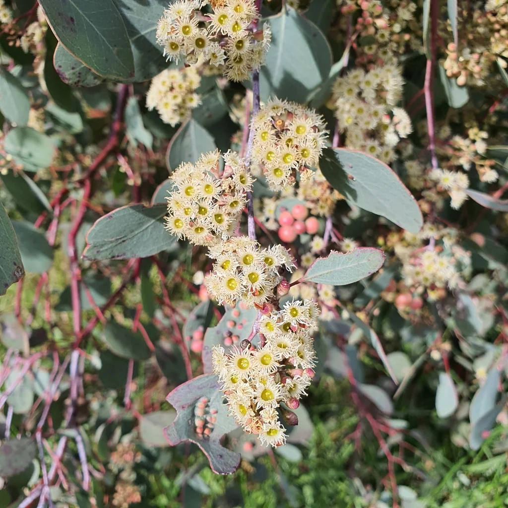 Eucalyptus Polyanthemos
