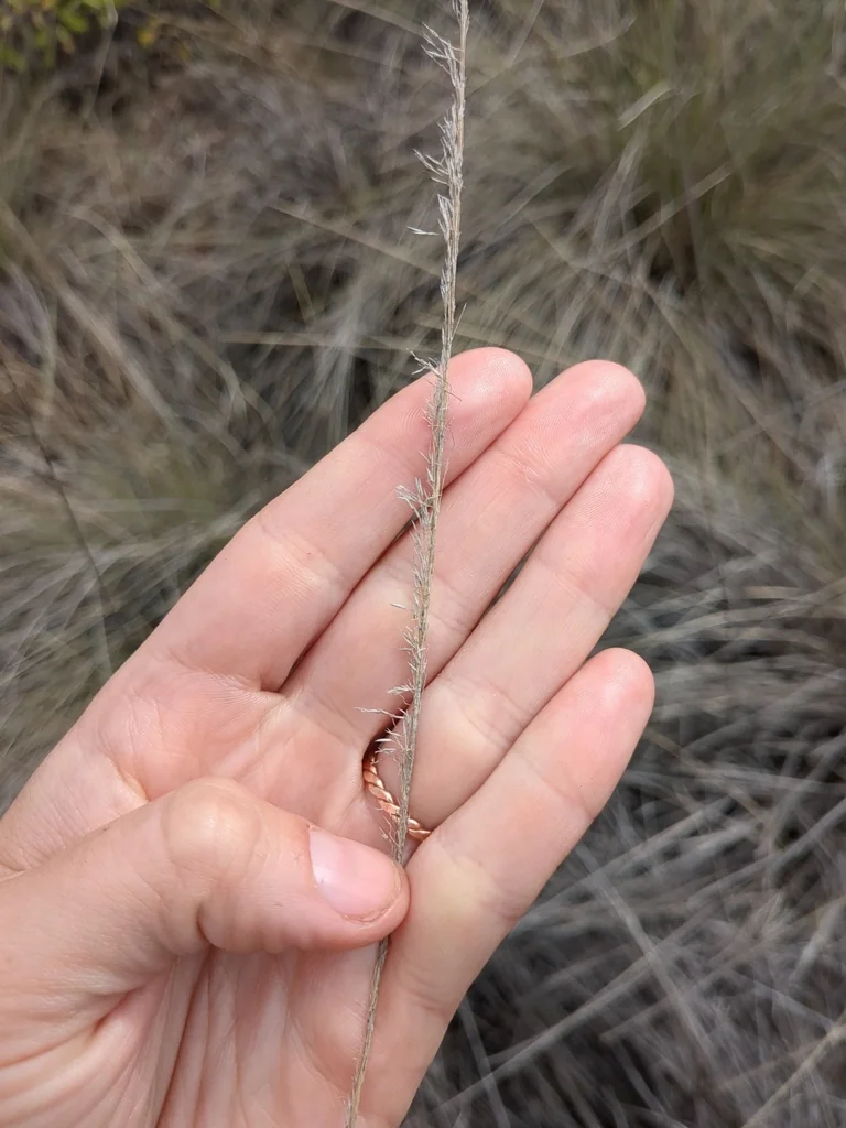Muhlenbergia Lindheimeri