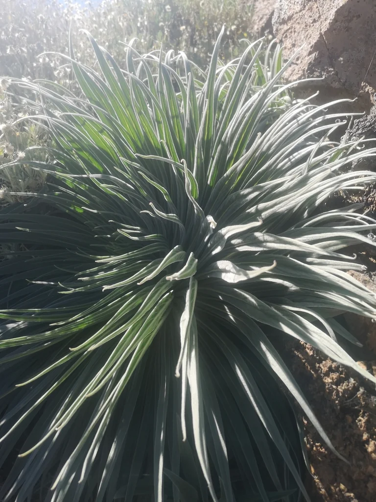 Echium Wildpretii