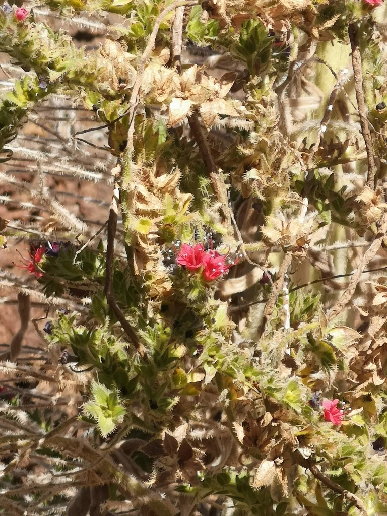 Echium Wildpretii